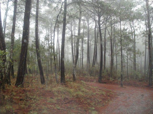 conduce en el bosque